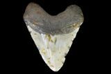 Huge, Fossil Megalodon Tooth - North Carolina #124322-2